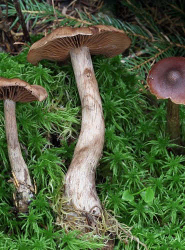 PAVUČINEC BRUNÁTNÝ (Cortinarius brunneus) FOTO: Martin Kříž