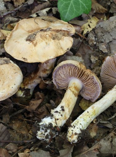 PAVUČINEC HABROVÝ (Cortinarius pseudovulpinus) FOTO: Martin Kříž