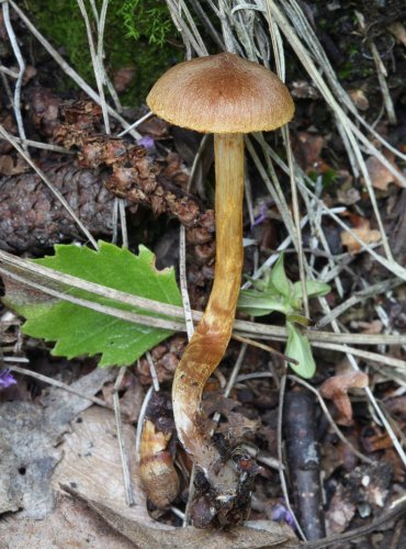 PAVUČINEC PŘIŽLOUTLÝ (Cortinarius saniosus) FOTO: Martin Kříž