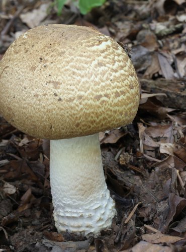 PEČÁRKA CÍSAŘSKÁ (Agaricus augustus) FOTO: Martin Kříž