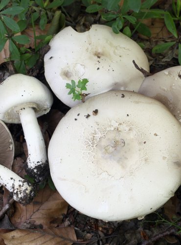 PEČÁRKA ZÁPAŠNÁ (Agaricus xanthoderma) FOTO: Martin Kříž