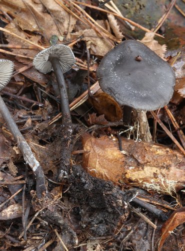 PENÍZOVKA (LÍHA) PÁCHNOUCÍ (Tephrocybe rancida) FOTO: Martin Kříž