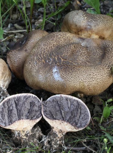 PESTŘEC BRADAVČITÝ (Scleroderma verrucosum) FOTO: Martin Kříž