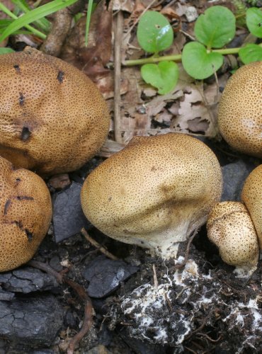 PESTŘEC JAMKATÝ (Scleroderma areolatum) FOTO: Martin Kříž