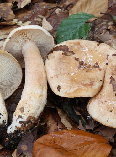 RYZEC BLEDÝ (Lactarius spallidus) FOTO: Martin Kříž