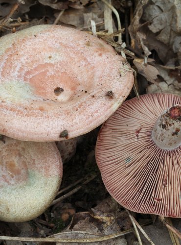 RYZEC KRVOMLÉČNÝ (Lactarius sanquifluus) FOTO: Martin Kříž