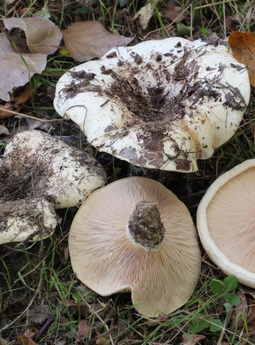 RYZEC OSIKOVÝ (Lactarius controversus) FOTO: Martin Kříž