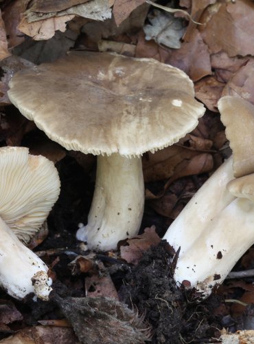 RYZEC ŘÍDKOLUPENNÝ (Lactarius ruginosus) FOTO: Martin Kříž