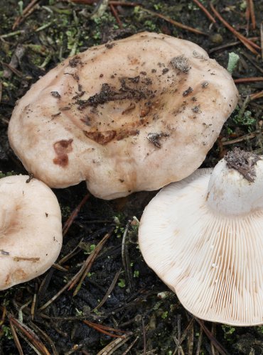 RYZEC STRAKATÝ (Lactarius musteus) FOTO: Martin Kříž