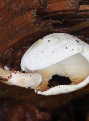 STRMĚLKA DŘEVNÍ (Ossicaulis lignatilis) FOTO: Martin Kříž