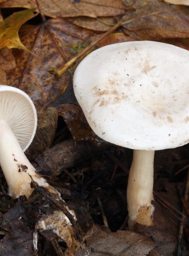 STRMĚLKA LISTOMILNÁ (Clitocybe phyllophila) FOTO: Martin Kříž