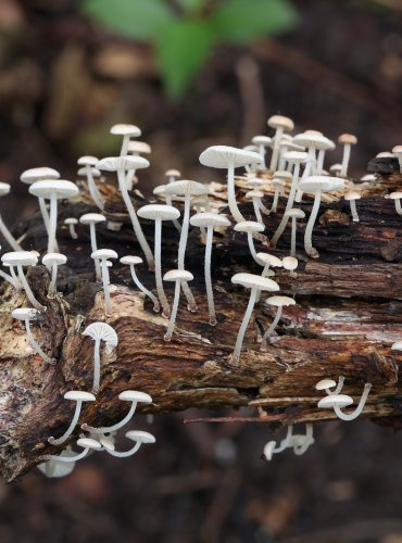 ŠPIČKA VĚTEVNÁ (Marasmiellus ramealis) FOTO: Martin Kříž