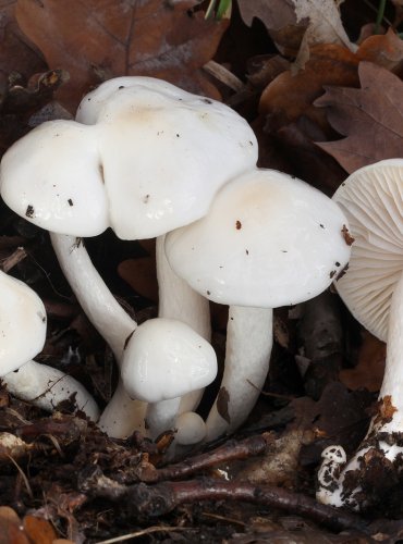 ŠŤAVNATKA DRVOPLEŇOVÁ (Hygrophorus cossus) FOTO: Martin Kříž