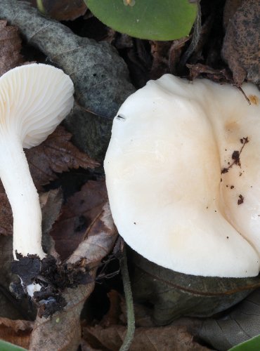 ŠŤAVNATKA LINDTNEROVA (Hygrophorus lindtneri) FOTO: Martin Kříž