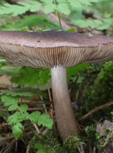 ŠTÍTOVKA ŠEDOHNĚDÁ (Pluteus cinereofuscus) FOTO: Martin Kříž