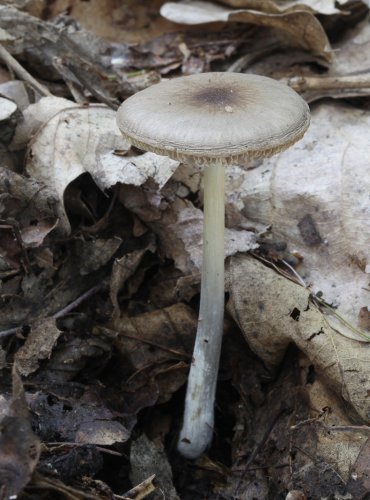 ŠTÍTOVKA ŠEDOHNĚDÁ (Pluteus cinereofuscus) FOTO: Martin Kříž