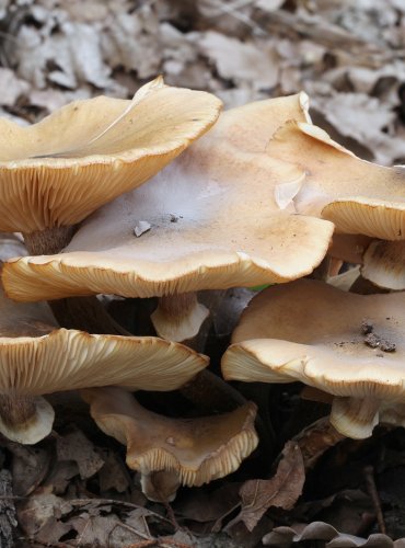 VÁCLAVKA OBECNÁ (Armillaria mellea) FOTO: Martin Kříž