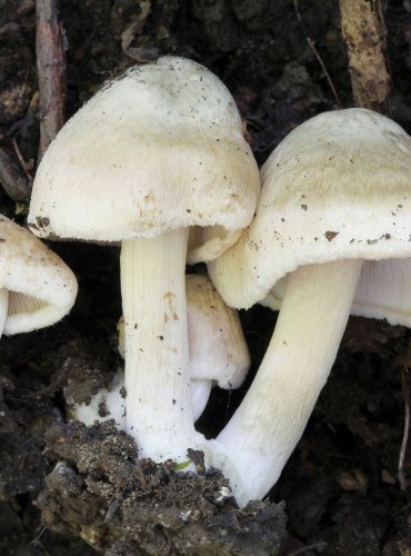 VLÁKNICE DYMNIVKOVÁ (Inocybe corydalina) FOTO: Martin Kříž