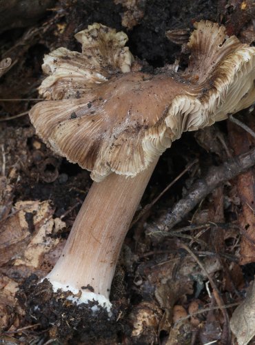 VLÁKNICE HVĚZDOVÝTRUSÁ (Inocybe asterospora) FOTO: Martin Kříž