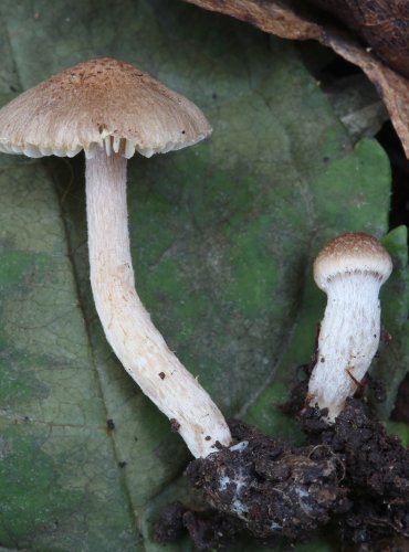 VLÁKNICE NAFIALOVĚLÁ (Inocybe griseolilacina) FOTO: Martin Kříž