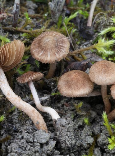 VLÁKNICE PLAVOHNĚDÁ (Inocybe cincinnata) FOTO: Martin Kříž