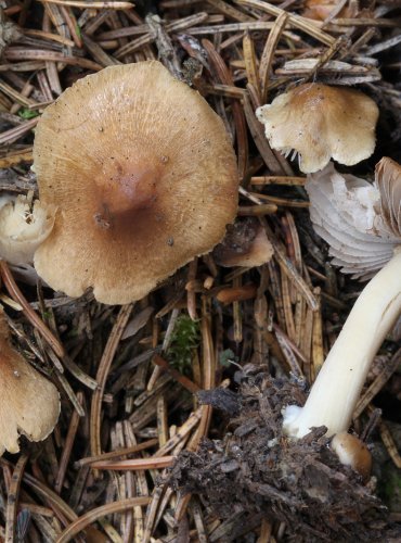 VLÁKNICE POMÍCHANÁ (Inocybe mixtilis) FOTO: Martin Kříž