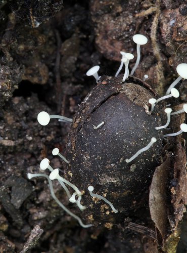 VOSKOVIČKA ŽALUDOVÁ (Hymenoscyphus fructigenus) FOTO: Martin Kříž