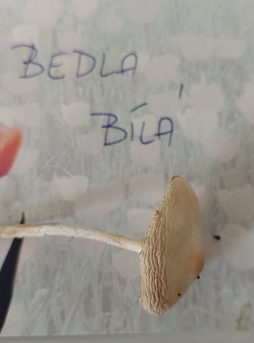 BEDLA BÍLÁ (Lepiota erminea) 