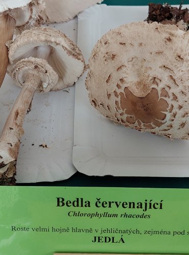 BEDLA ČERVENAJÍCÍ (Chlorophyllum rachodes) 