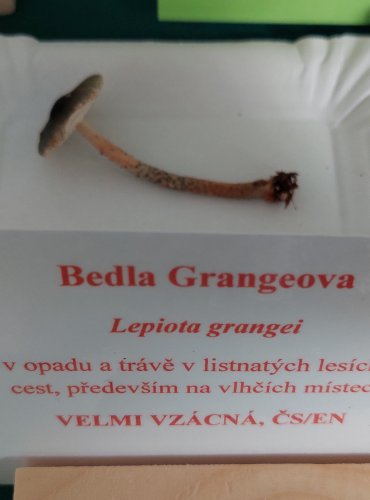 BEDLA GRANGEOVA (Lepiota grangei) zapsána v Červeném seznamu hub (makromycetů) České republiky v kategorii EN – ohrožený druh