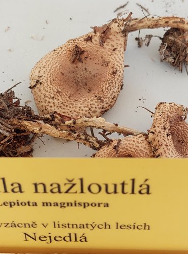 BEDLA NAŽLOUTLÁ (Lepiota magnispora) 