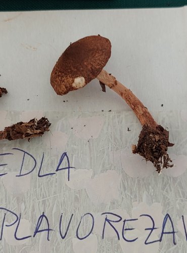 BEDLA PLAVOREZAVÁ (Lepiota boudieri)