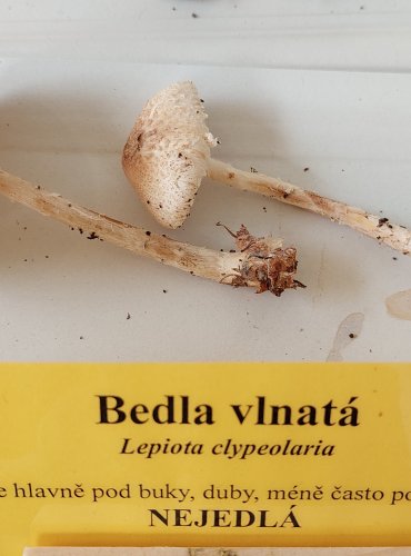 BEDLA VLNATÁ (Lepiota clypeolaria) 