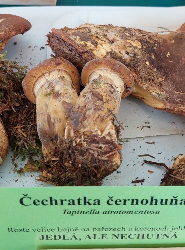 ČECHRATKA ČERNOHUŇATÁ (Tapinella atrotomentosa)