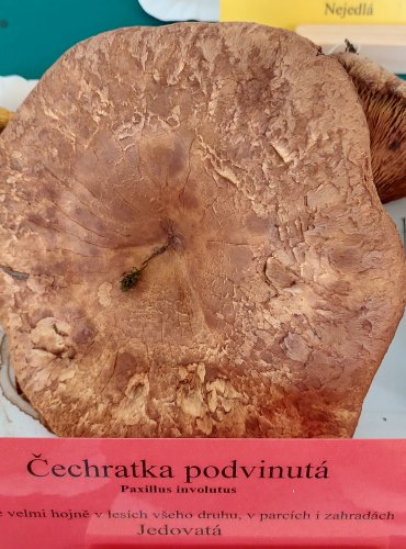 ČECHRATKA PODVINUTÁ (Paxillus involutus)