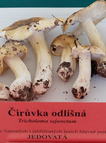 ČIRŮVKA ODLIŠNÁ (Tricholoma sejunctum)