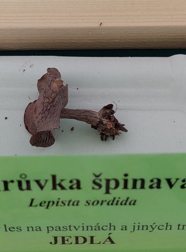 ČIRŮVKA ŠPINAVÁ (Lepista sordida)