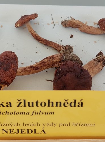 ČIRŮVKA ŽLUTOHNĚDÁ (Tricholoma fulvum)