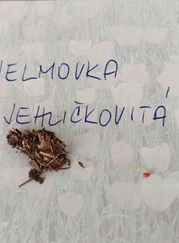 HELMOVKA JEHLIČKOVITÁ (Mycena acicula) 