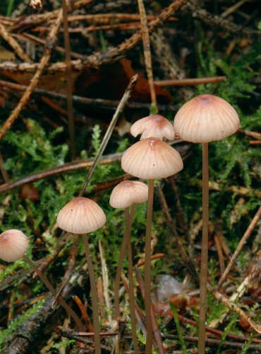 HELMOVKA KRVAVÁ (Mycena sanguinolenta) 