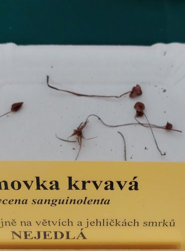 HELMOVKA KRVAVÁ (Mycena sanguinolenta) 