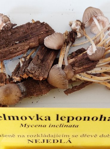 HELMOVKA LEPONOHÁ (Mycena inclinata) 