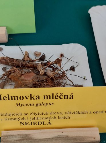 HELMOVKA MLÉČNÁ (Mycena galopus) 