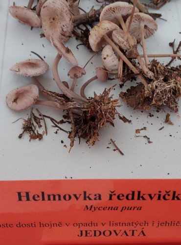 HELMOVKA ŘEDKVIČKOVÁ (Mycena pura) 