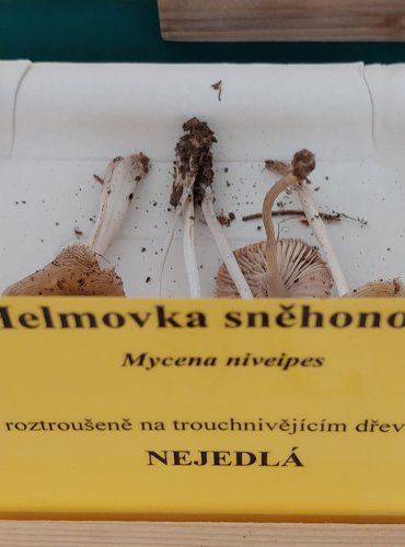 HELMOVKA SNĚHONOHÁ (Mycena niveipes) 