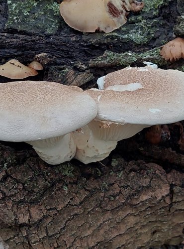 HLÍVA DUBOVÁ (Pleurotus dryinus) 