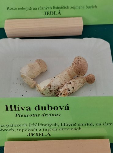 HLÍVA DUBOVÁ (Pleurotus dryinus) 