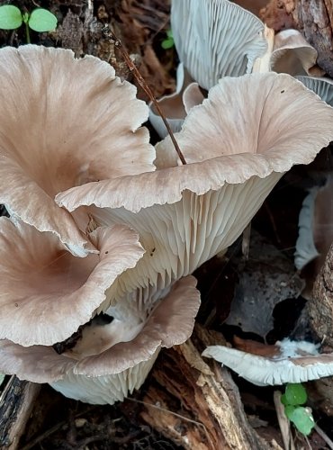 HLÍVA PLICNÍ (Pleurotus pulmonarius) 