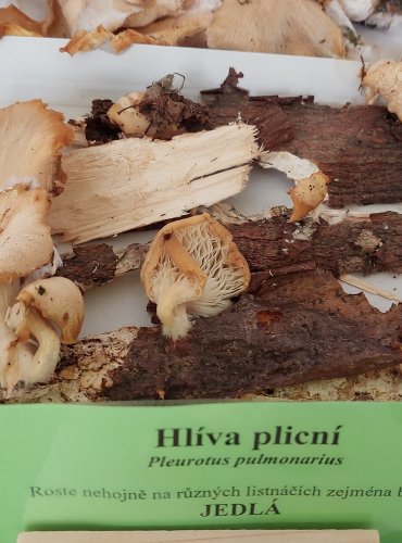 HLÍVA PLICNÍ (Pleurotus pulmonarius) 