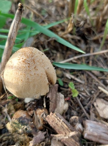 HNOJNÍK DOMÁCÍ (Coprinellus domesticus) 